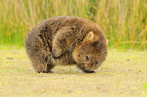 Common Wombat (Vombatus ursinus) adult scratching, Tasmania.