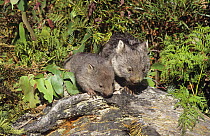 Two young Common wombats (Vombatus ursinus) Tasmania