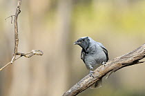 Black-faced Cuckoo-Shrike (Coracina novaeholandiae) Tasmania