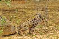 Iberian Lynx (Lynx pardinus) female scent marking, captive from Coto de Donana, Spain. Andalucia, Spain, May.