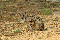 Iberian Lynx (Lynx pardinus) female, from Coto de Donana, Spain Andalucia, Spain, May.