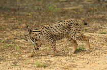 Iberian Lynx (Lynx pardinus) female, captive from Coto de Donana, Spain. Andalucia, Spain, May.