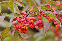 Spindle (Euonymus europaeus) 'Red Cascade' close up of berries, England, UK, October.