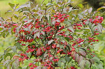 Spindle (Euonymus europaeus) 'Red Cascade' close up of berries, England, UK, October.