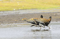 Tasmanian Native Hen (Gallinula mortierii) adults running,Tasmania, Australia. Endemic to Tasmania.