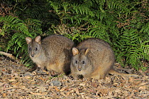 Tasmanian Pademelons (Thylogale billardieri) Tasmania, Australia.