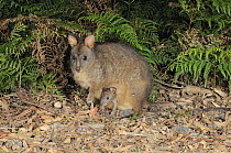 Tasmanian Pademelon (Thylogale billardieri) mother with joey in pouch, Tasmania, Australia.
