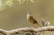 Tasmanian Scrubwren (Sericornis humilis) adult singing. Tasmania, Australia, endemic to Tasmania.