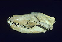 Thylacine (Thylacinus cynocephalus) skull, showing distinct supra orbital ridge, Tasmania, Australia.