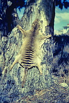Thylacine (Thylacinus cynocephalus) historical photo of skin drying on a gum tree, Tasmania, Australia.