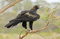 Wedge-tailed Eagle (Aquila audax) adult, Tasmania, Australia.