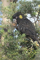 Yellow-tailed Black Cockatoo (Calyptorhynchus funereus) feeding on Banksia cones (Banksia marginata) Tasmania, Australia.