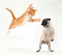 Ginger kitten leaping towards a Pug puppy. Digital composite.
