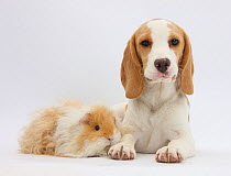 Orange-and-white Beagle puppy and alpaca Guinea pig.