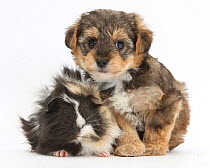 Yorkipoo puppy, aged 6 weeks, with Guinea pig.