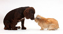 Chocolate Cocker Spaniel puppy, Jeff, aged 4 months, nose to nose with Lionhead-cross rabbit, Tedson.