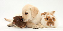 Yellow Labrador Retriever puppy, aged 8 weeks, with rabbit and Guinea pig.
