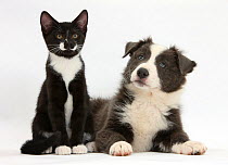 Blue-and-white Border Collie puppy and black-and-white tuxedo kitten 'Tuxie' 11 weeks.