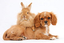 Cavalier King Charles Spaniel puppy 'Star' with Sandy rabbit.