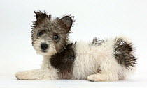 Jack Russell x Westie puppy, Mojo, 12 weeks.