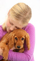Young girl cuddling golden Cocker Spaniel puppy 'Maizy'. Model released.