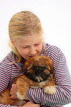 Young girl cuddling Shih-tzu puppy. Model released.