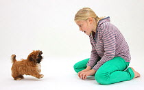 Young girl playing with Shih-tzu puppy. Model released.