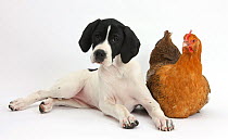 English Pointer puppy 'Isla' 10 weeks, with a chicken.
