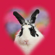Black-and-white rabbit, Bandit, with soft heart surround.