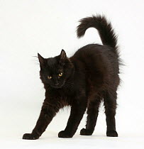 Fluffy black kitten, 12 weeks, stretching with arched back like a witch's cat.