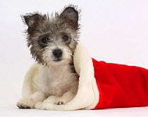 Jack Russell x Westie puppy, Mojo, 12 weeks, in a Father Christmas hat.