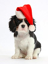 Cavalier King Charles Spaniel puppy wearing a Father Christmas hat.