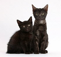 Black and smoke black kittens.