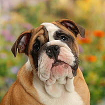 Bulldog puppy, 12 weeks, with background of flowers.