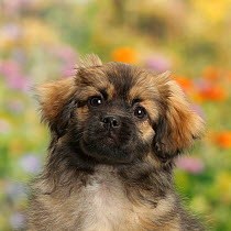 Tibetan Spaniel dog puppy, Bair, 13 weeks with background of flowers.
