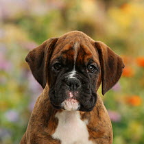 Boxer puppy, 8 weeks.