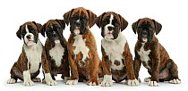 Five Boxer puppies, 8 weeks.