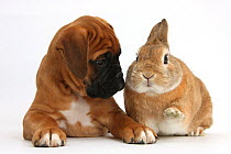 Boxer puppy, 'Boris' 12 weeks, with Netherland Dwarf-cross rabbit, 'Peter'