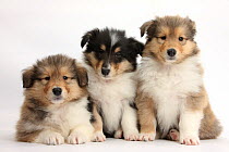 Three Rough Collie pups, 7 weeks.