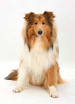 Sable Rough Collie dog, sitting.