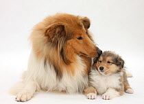 Sable Rough Collie dog, and puppy, 7 weeks.