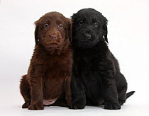 Liver and black Flatcoated Retriever puppies, 6 weeks, sitting together.