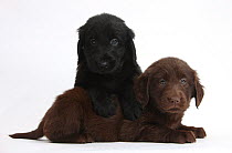 Liver and black Flatcoated Retriever puppies, 6 weeks, together.