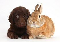 Liver Flatcoated Retriever puppy, 6 weeks, with Netherland Dwarf-cross rabbit, Peter.