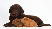 Liver Flatcoated Retriever puppy, 6 weeks, with two baby Guinea pigs.