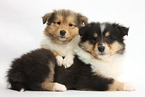 Two Rough Collie pups, 7 weeks.