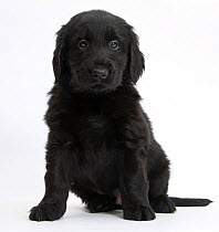 Black Flatcoated Retriever puppy, 6 weeks, sitting.
