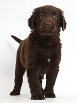 Liver Flatcoated Retriever puppy, 6 weeks, standing.