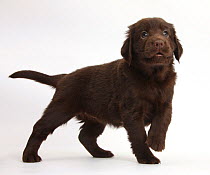 Liver Flatcoated Retriever puppy, 6 weeks, standing with raised paw.