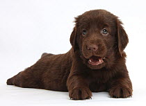 Liver Flatcoated Retriever puppy, 6 weeks, lying stretched out.